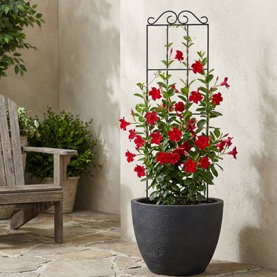 treillis pour plante grimpante plantes fleurs rouges