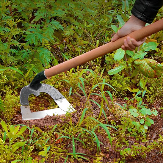 Binette de jardinage creuse avec long manche en bois et lame creuse parmi mauvaises herbes

