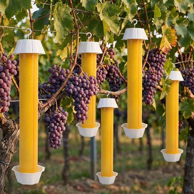 Piège a mouche écologique dans  vigne raisins