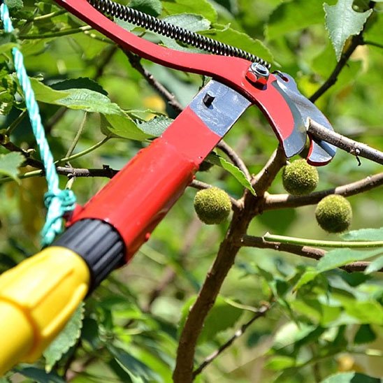 coupe branche télescopique vu très proche coupe branche