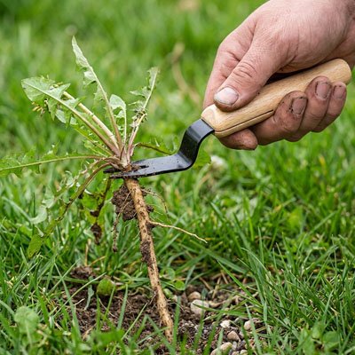 desherbeur écologique arrachant pissenlits