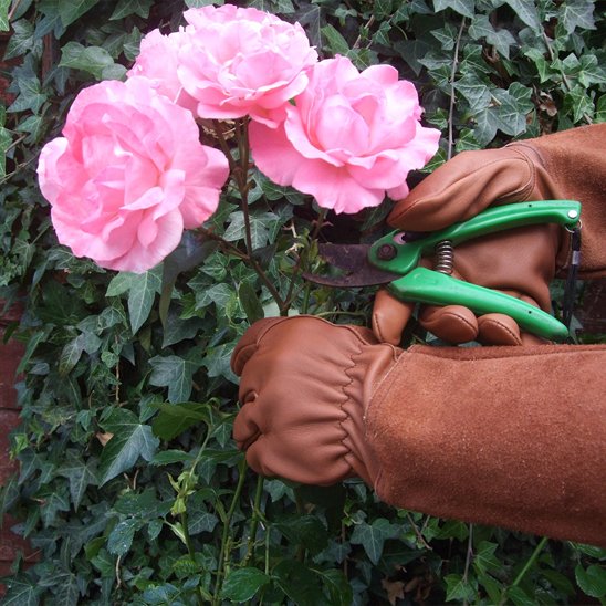gants anti coupure porté par un personne qui taille des roses