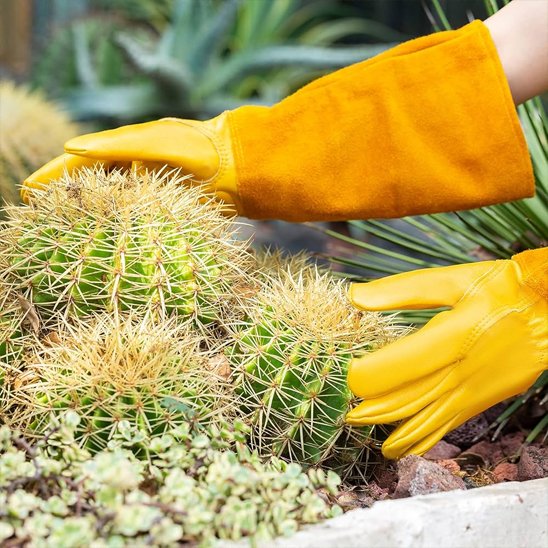personne qui jardine avec des cactus utilise gants anti coupure