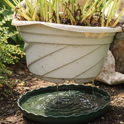 pot avec plante s'égouttant dans soucoupe pot de fleur rempli d'eau