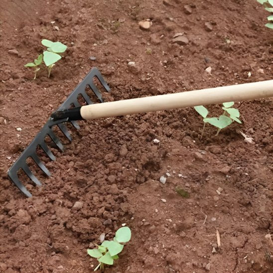 rateau de desherbage utilisé dans le sol entre jeunes plante
