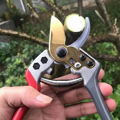 Secateur coupant moyenne branche
