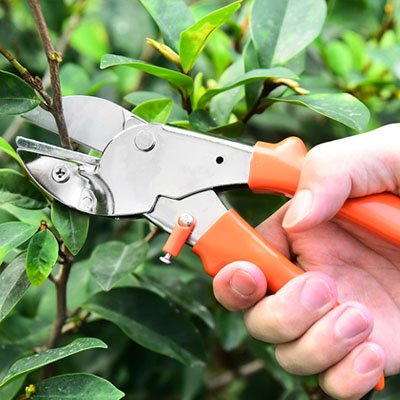 Sécateur coupant petite branche