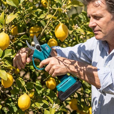 secateur electrique tenu homme coupe plantes citron parmi autre arbre
