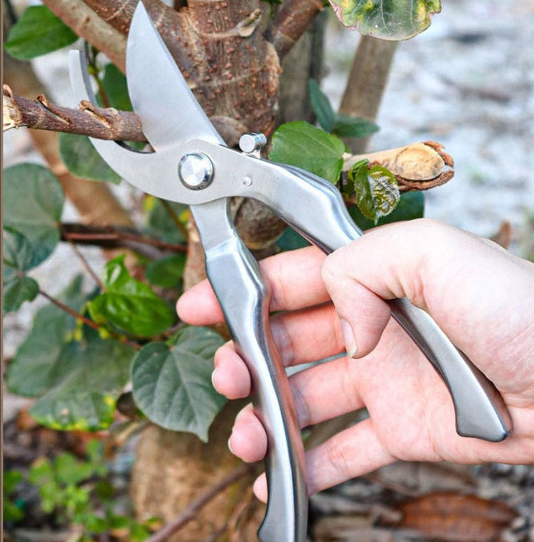 sécateur vu de proche coupant  branche
