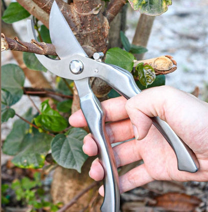 sécateur vu de proche coupant  branche