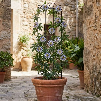 treillis pour plante grimpante plantes fleurs blanches bleu centre jaune