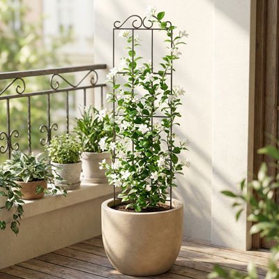 treillis pour plante grimpante plantes fleurs blanches