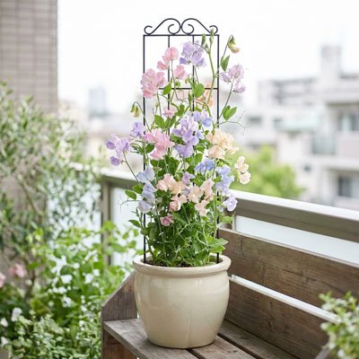 treillis pour plante grimpante plantes fleurs pastel